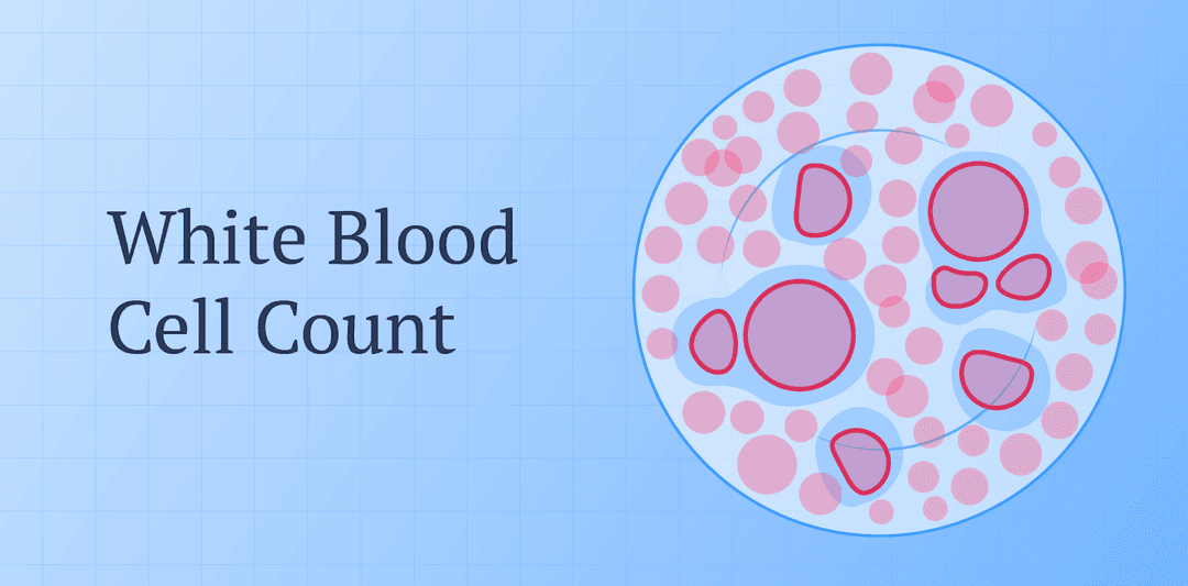 illustration of white blood cells